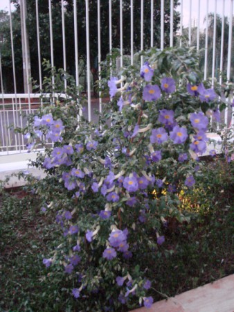 FLORES EM FRENTE ADM